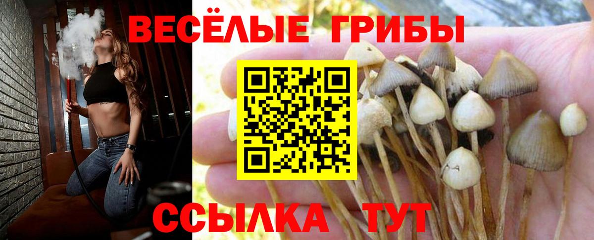 Псилоцибиновые грибы Cubensis  Вход с VPN  Владикавказ 